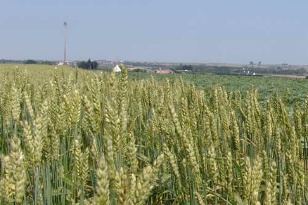 assolement légumes