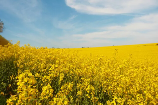 plan prévisionnel de fumure azotée