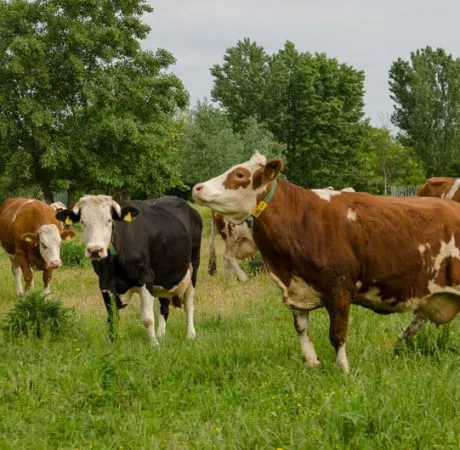 Aides bovines