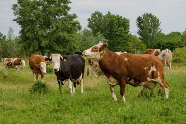 Aides bovines