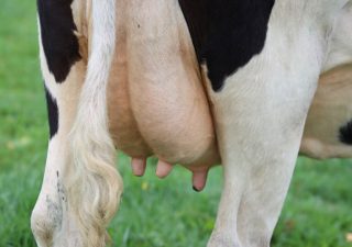 aide aux bovins allaitants