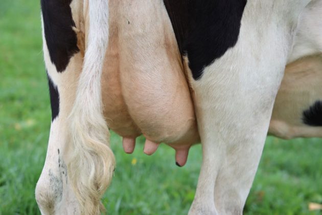 aide aux bovins allaitants