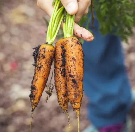Crédit d'impôt agriculture biologique