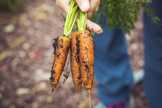 Crédit d'impôt agriculture biologique