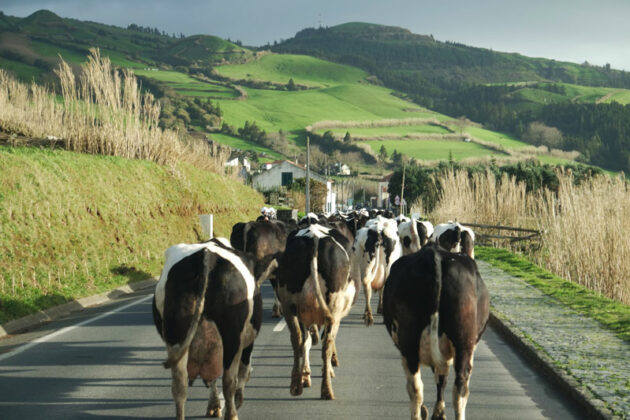 Production de lait par vache