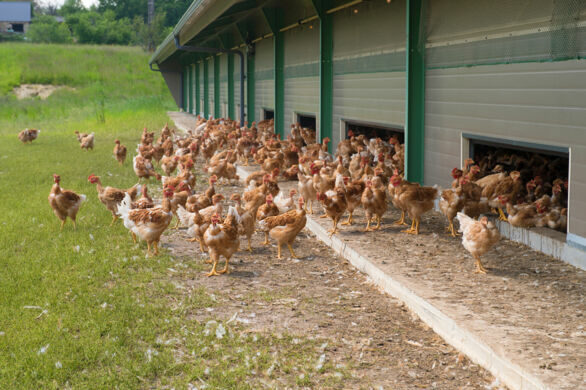 Travail à façon agricole