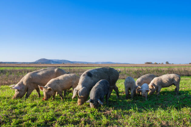 Pacte biosécurité et bien-être animal en élevage