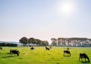 Altéor Environnement