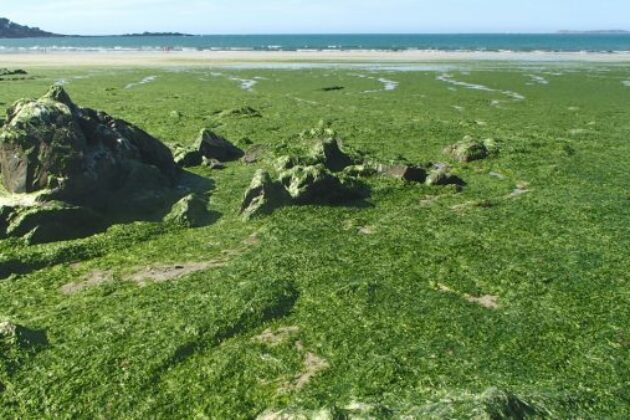 lutte algues vertes