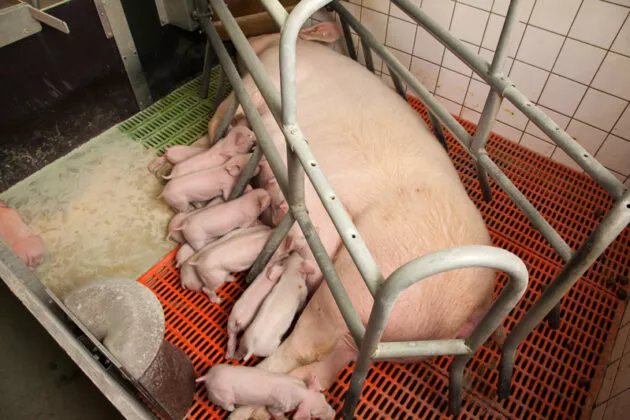 élevage en cage