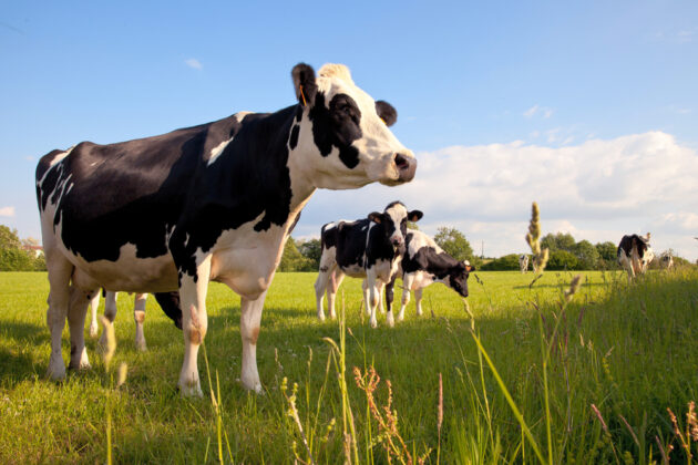 Point d'équilibre lait