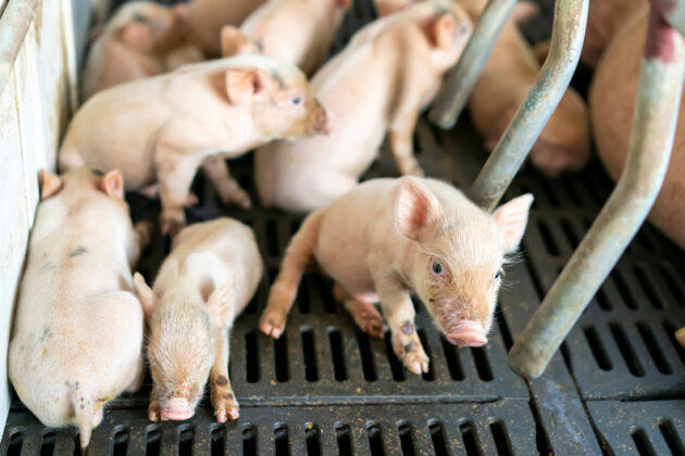 Référent bien être animal