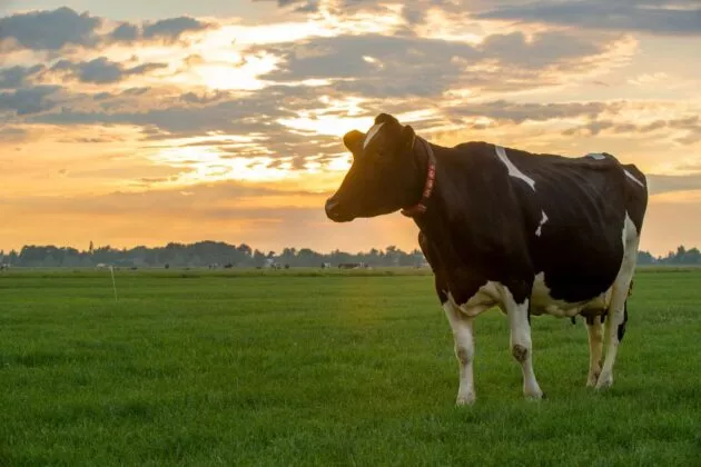 Porte ouverte SCEA des Courtilles Lély Center Bain de Bretagne
