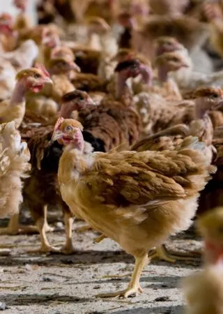 Relèvement prochain des seuils ICPE en porcs, volailles et bovins