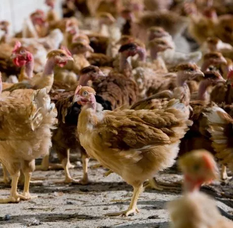 Relèvement prochain des seuils ICPE en porcs, volailles et bovins