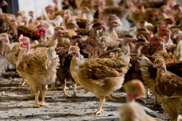 Relèvement prochain des seuils ICPE en porcs, volailles et bovins